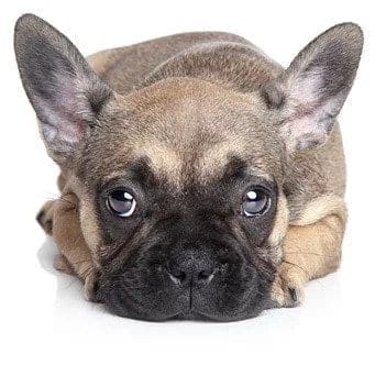 sadpuppy